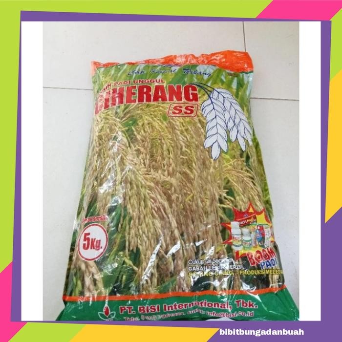 Thinkerbelllll Benih Padi Unggul Ciherang 5 Kg - Cap Kapal Terbang