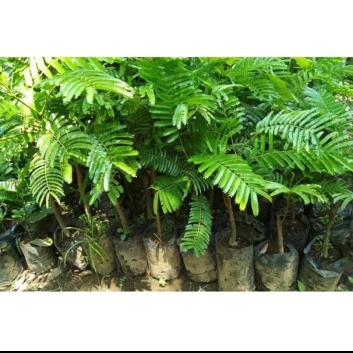 

Bibit Tanaman Petai Hibrida / Pete hasil okulasi cepat beuah *