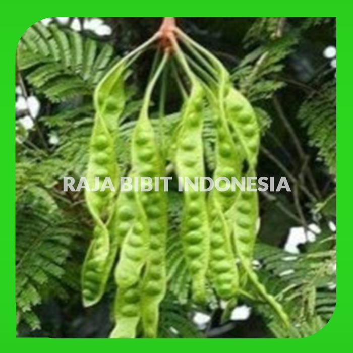 

Bibit petai / pete hibrida cepat beuah hasil stek okulasi *