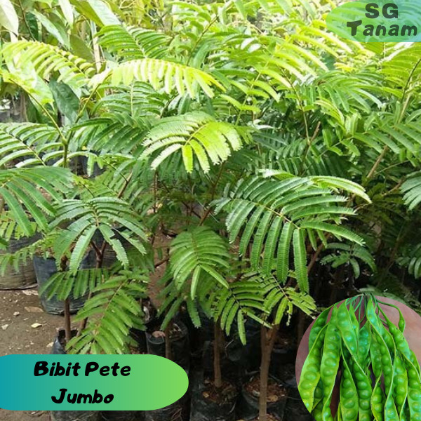 

bibit pete jumbo hasil okulasi cepat beuah bibit petai jumbo *