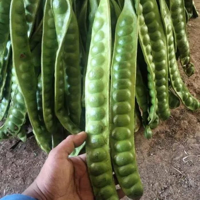 

petai/pete superan murah langsung dari petani *