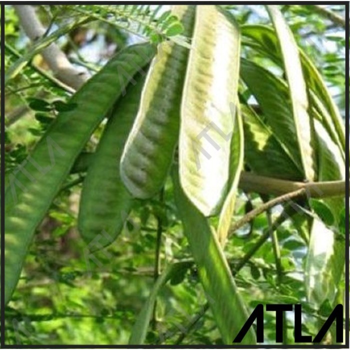 

BEST PRODUK!! Benih Lamtoro Biji Petai Pete Cina Mlanding Bibit Tanaman Sayur Refill *