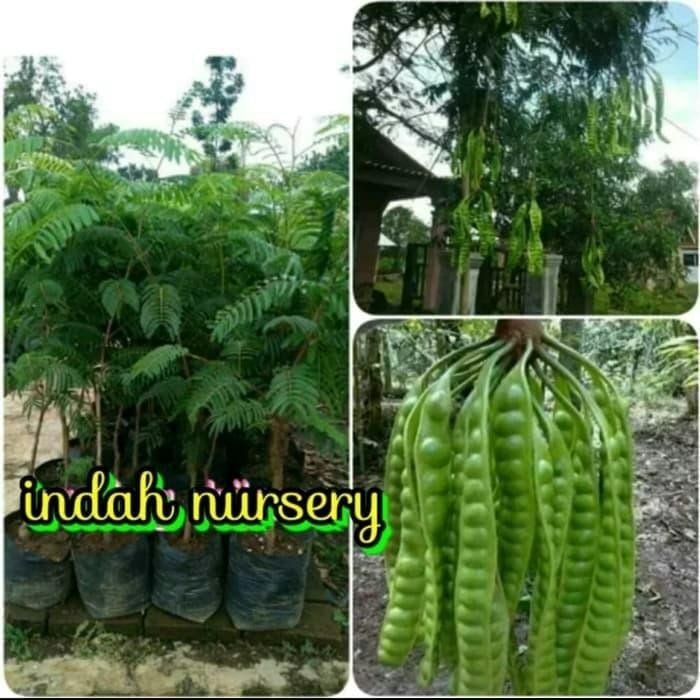 

bibit pete atau petai super unggul *