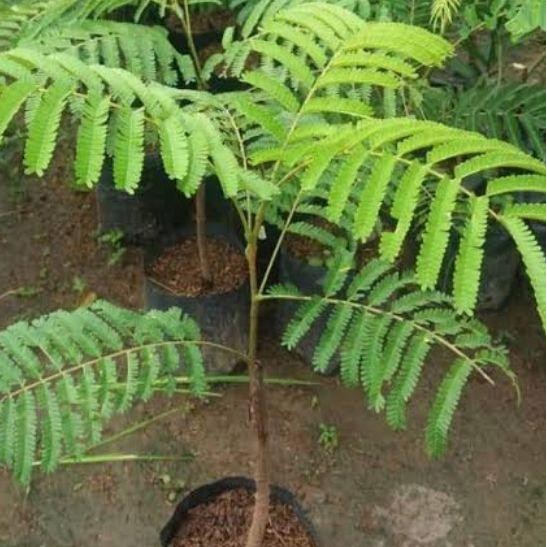 

Bibit Tanaman Petai - mudah tumbuh dan cepat beuah *