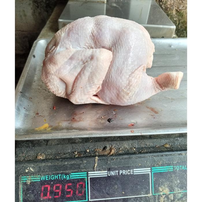 

BeliSkrg,KirimHariini- ayam Broiler frozen uk 0.5 sd 06kg/ayam frozen/ayam broiler/ayam murah