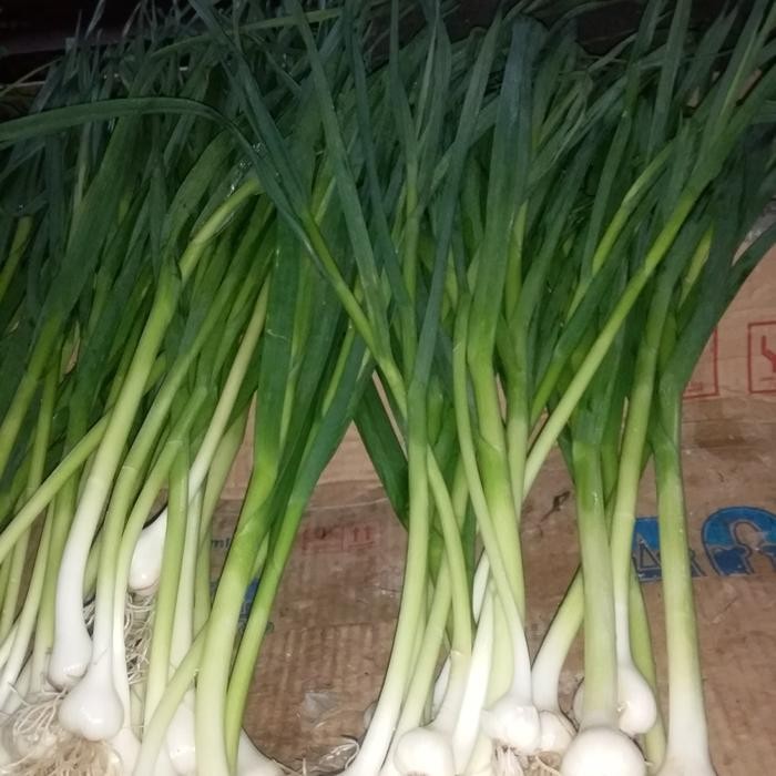 

DAUN BAWANG SON