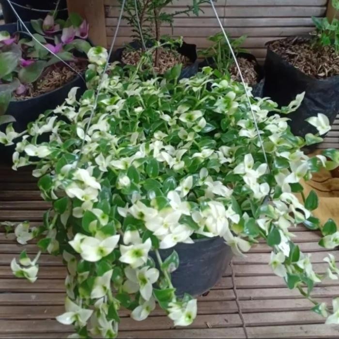 Evergreeeen Tanaman Hias Gantung Air Mata Janda / Air Mata Janda + Pot Gantung