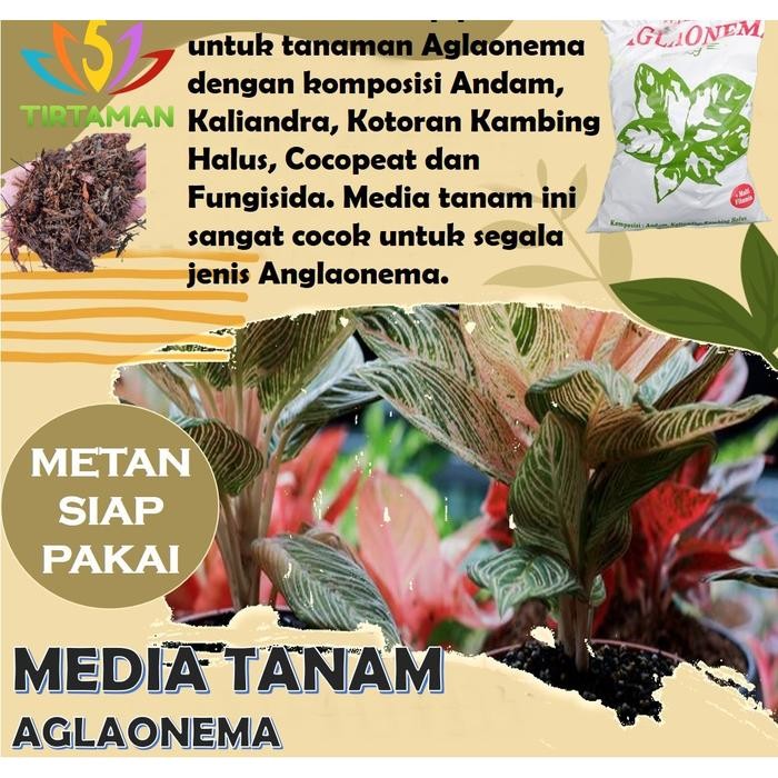 Evergreeeen Media Tanam Aglaonema Siap Pakai