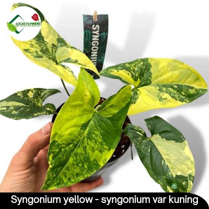 Evergreeeen Syngonium Yellow Variegata - Syngonium Kuning