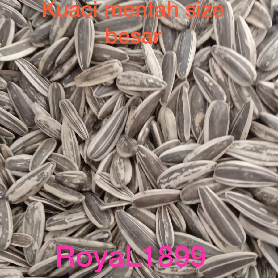 Kuaci Parrot Kwaci Jumbo mentah h bengkok macaw kakatua