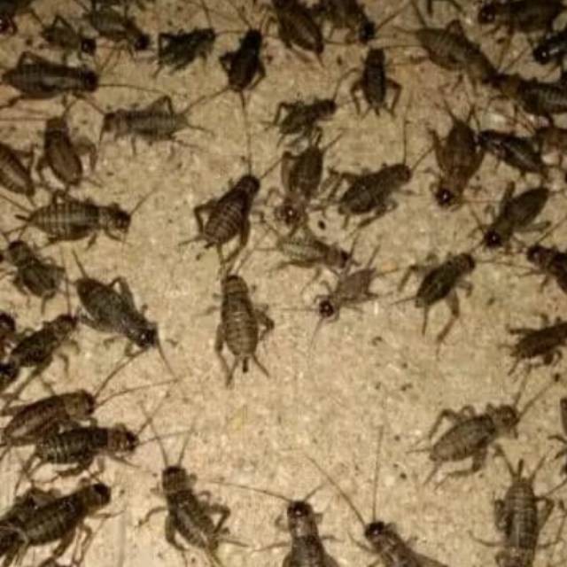 Jangkrik alam - jangkrik genggong gr