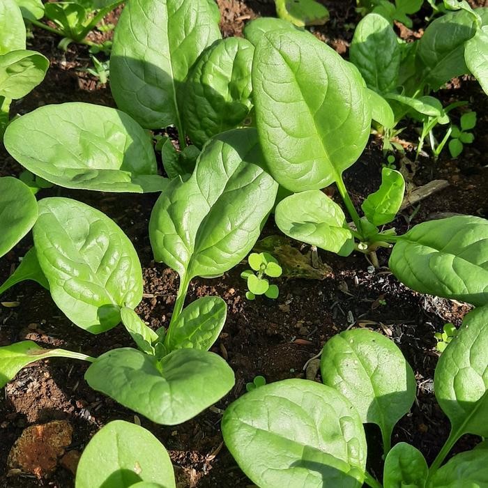 

BnyKBonusBelidiMari- Baby Spinach Organik