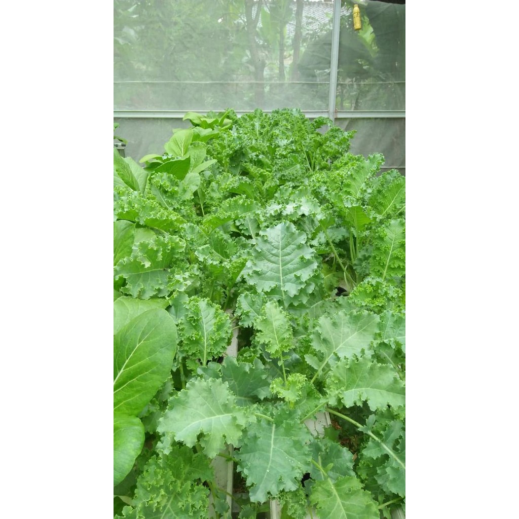 

BnyKBonusBelidiMari- Sayur kale green curly 1 kg segar hidroponik