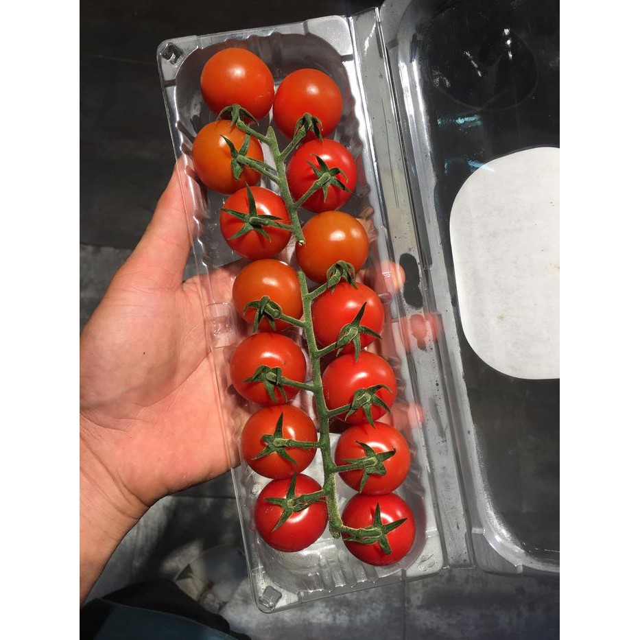 

BnyKBonusBelidiMari- highland tomat cherry truss / tomat manis
