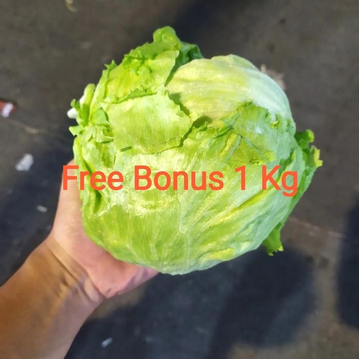 

BnyKBonusBelidiMari- icebera Lettuce Head 250gr + Gratis Bonus
