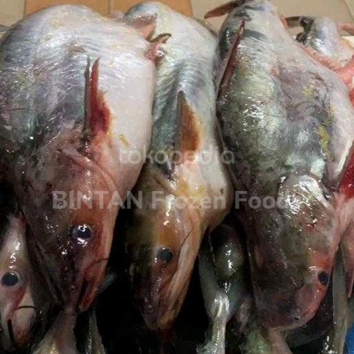 

PastiFreShNya- Ikan Patin Segar Fresh 1 kg