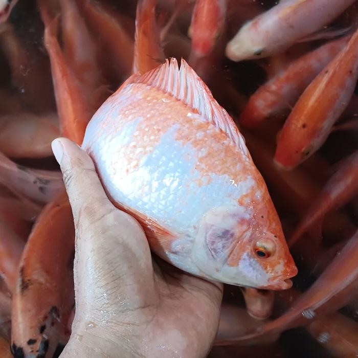 

PastiFreShNya- ikan nila hidup segar