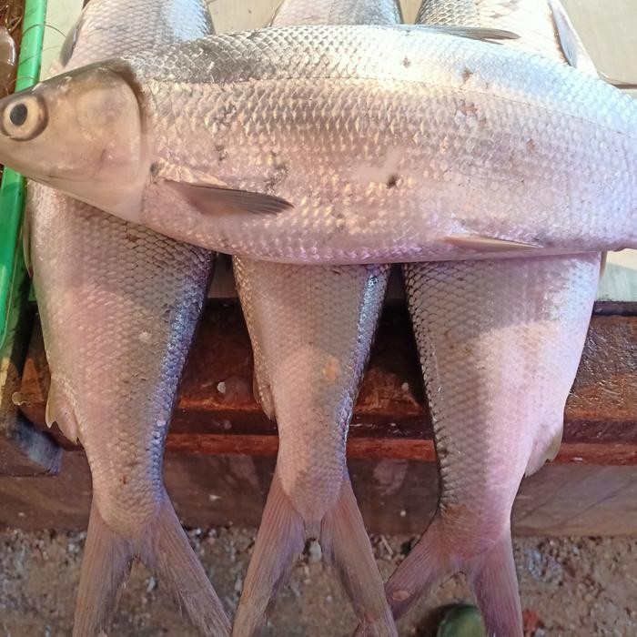 

PastiFreShNya- IKAN BANDENG BESAR SEGAR UKURAN 1 KG LEBIH
