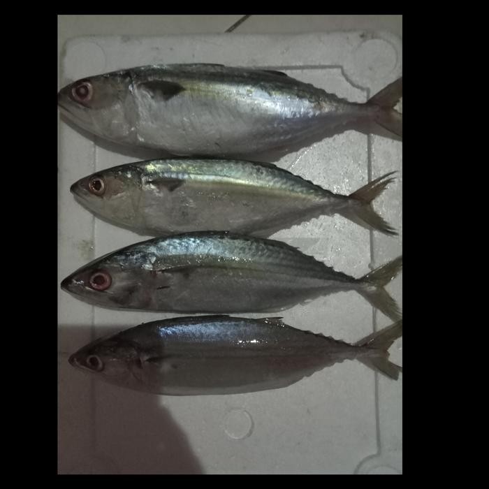 

PastiFreShNya- Jual Murah Ikan Kembung Segar High Quality