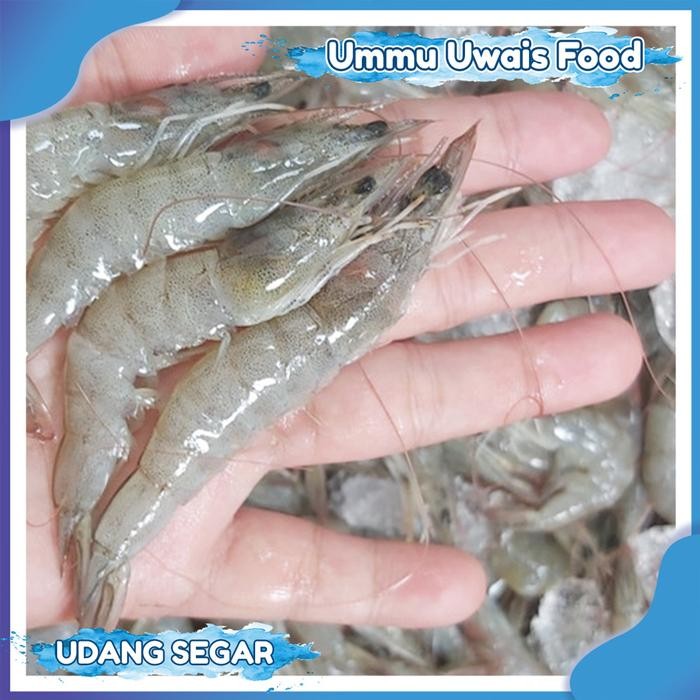 

BnyKBonusBelidiMari- Udang Segar Fresh Berkualitas Ukuran Besar - 1 Kilogram