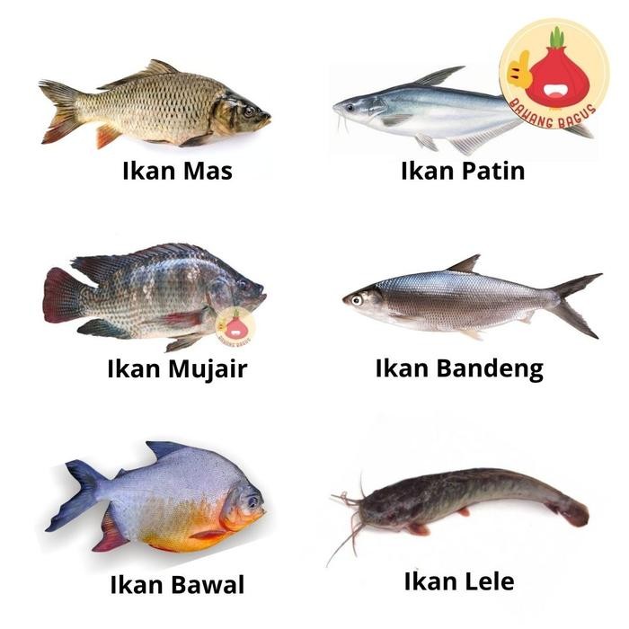 

PastiFreShNya- IKAN PATIN/IKAN BAWAL/IKAN MUJAER/IKAN BANDENG/IKAN MAS/IKAN LELE