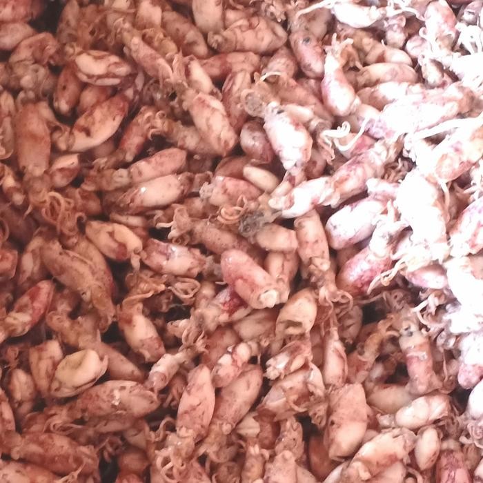 

PastiFreShNya- baby cumi asin frozen per 250gr