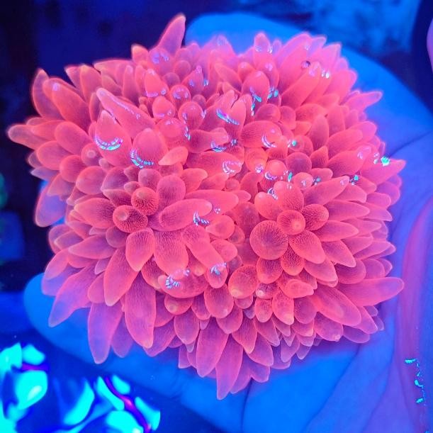 Terlaris anemon jagung merah red sweat bta aquarium laut L size hias cantik