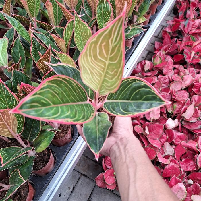 Terlaris Aglonema lipstik peterpan