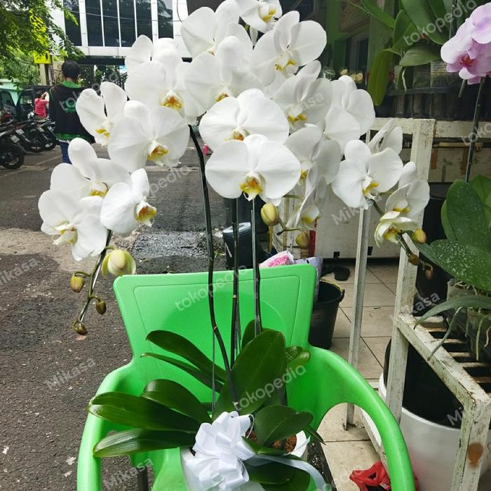 JTTOP" VAS BUNGA ANGGREK 2 TANGKAI/ ANGGREK BULAN VAS KERAMIK ASLI FRESH