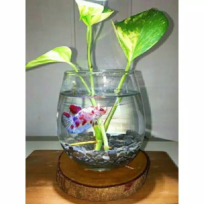 JTTOP" 1 PAKET VAS BUBBLE + ALAS KAYU / VAS BUNGA / POT TANAMAN AIR AESTHETIC
