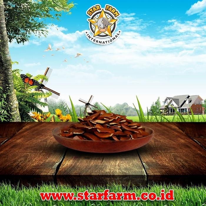 {{{{}}] Benih Kayu Mahoni 1kg - Star Farm