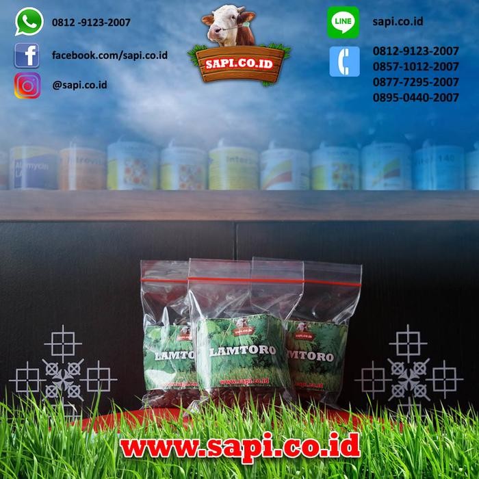 ] Benih Lamtoro