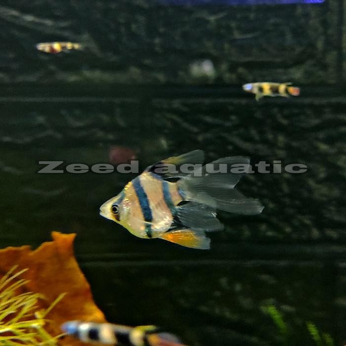 Amour Petshop Ikan Hias Aquascape Sumatra Balon Slayer