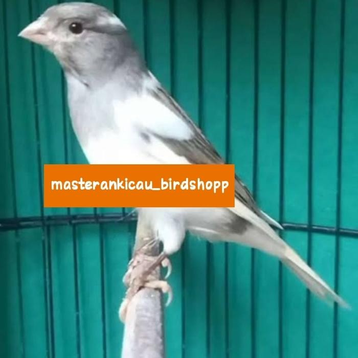 Pawfect Grooming Burung Kenari Panda Super Gacor Ngeroll Jahat