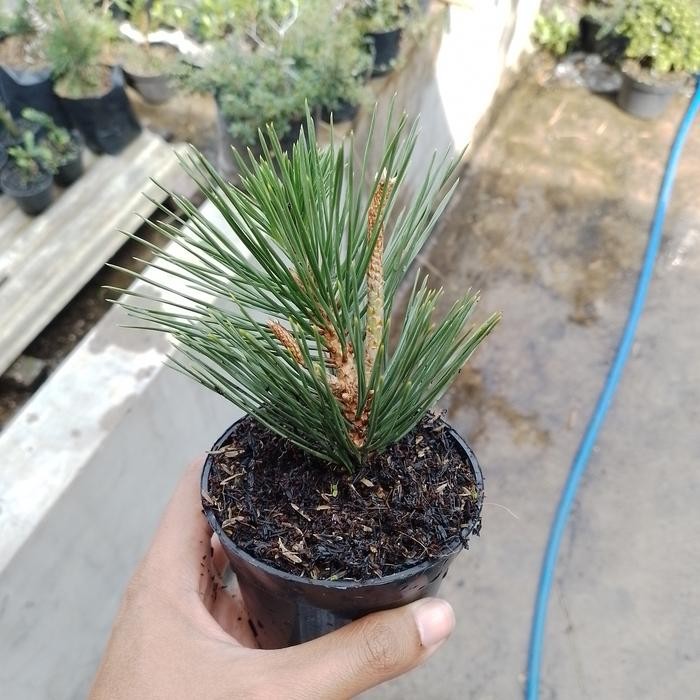 PREMIUM japanese black pine bibit bonsai/pinus hitam jepang