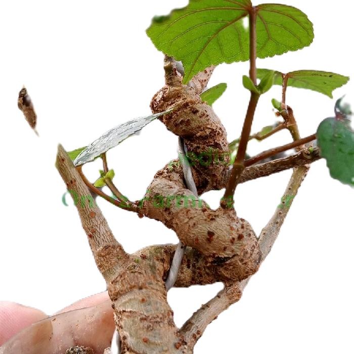 PREMIUM Bonsai waru Taiwan meliuk ekstrem
