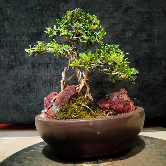 PREMIUM bonsai mame Mirten variegata gaya turun gratis pot plastik putih.