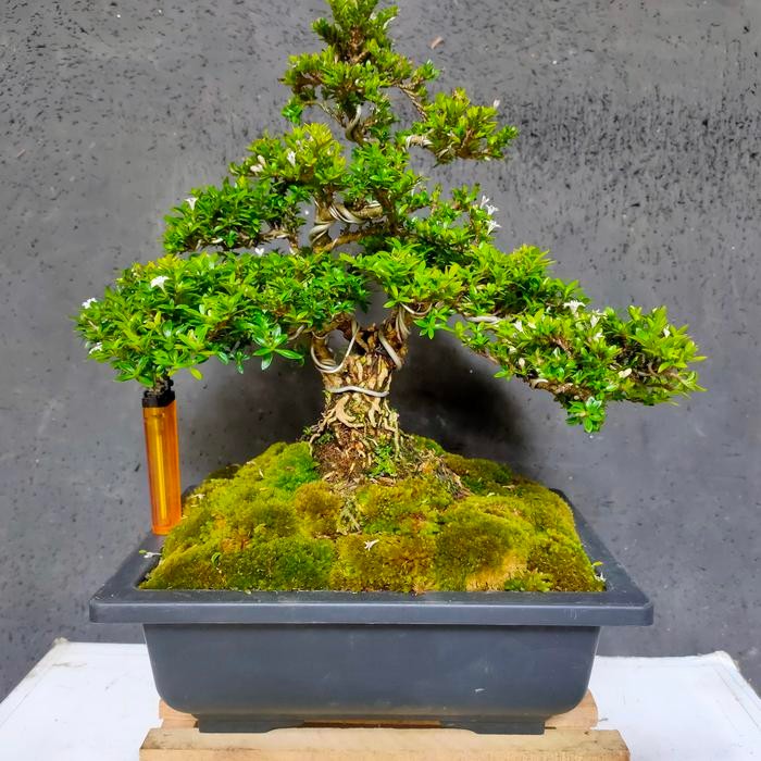 PREMIUM Bonsai Seribu bintang Super Micro Size Besar Karakter Exposed Display