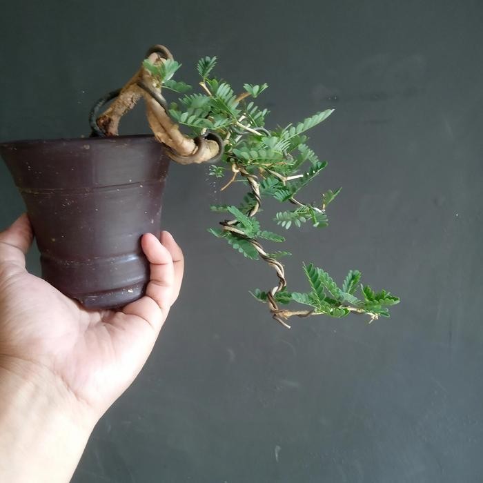 PREMIUM bonsai jadi asem saraf