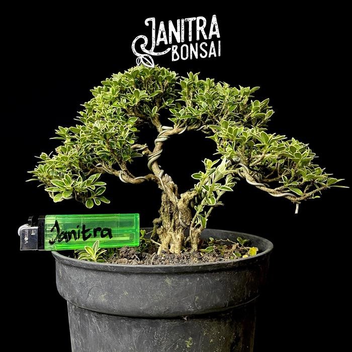 PREMIUM Bonsai hingkip mirten jadi siap pajang