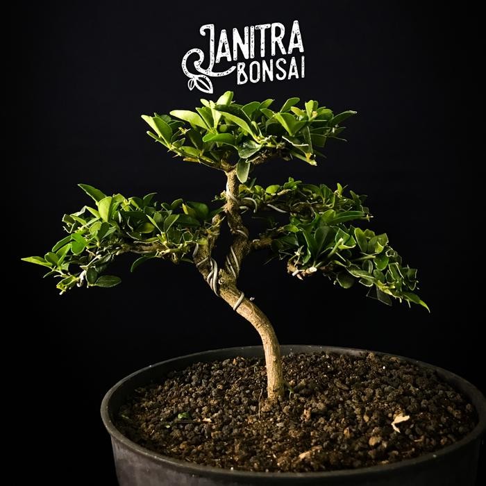 PREMIUM Bonsai jeruk kingkit siap pajang khusus pulau jawa