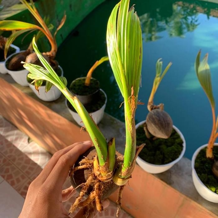 PREMIUM Bahan bonsai kelapa tunas cabang/kembar