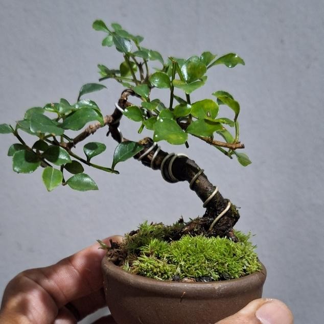 PREMIUM Bonsai Shito Kalimantan + Pot Keramik