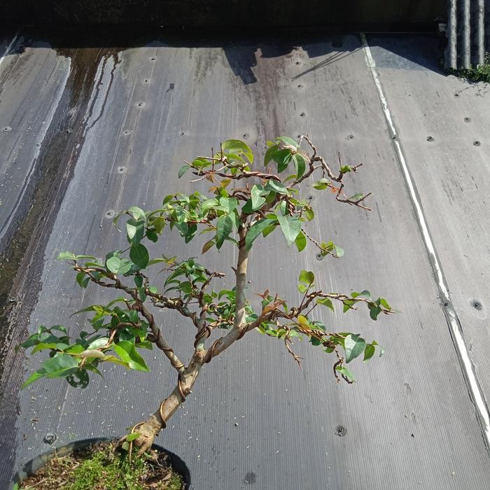 PREMIUM bonsai dewandaru jadi tinggal pajang