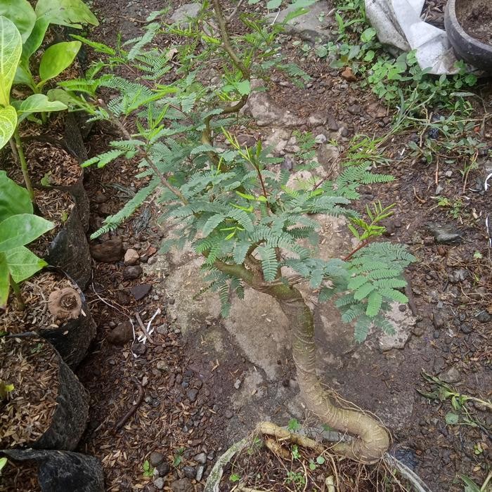 PREMIUM bonsai klampis ireng arabika