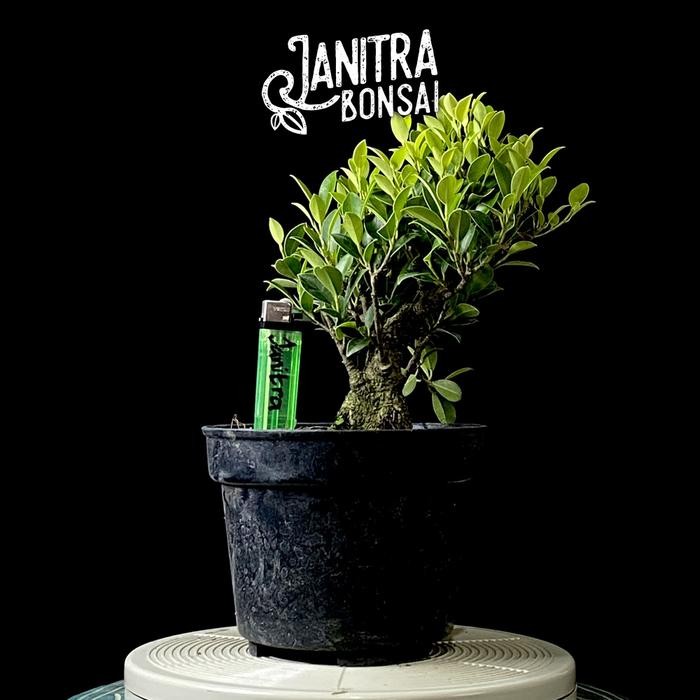 PREMIUM Bonsai kimeng prokar