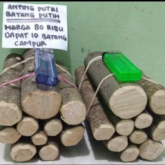 PREMIUM BAHAN STEK BONSAI ANTING PUTRI MURAH