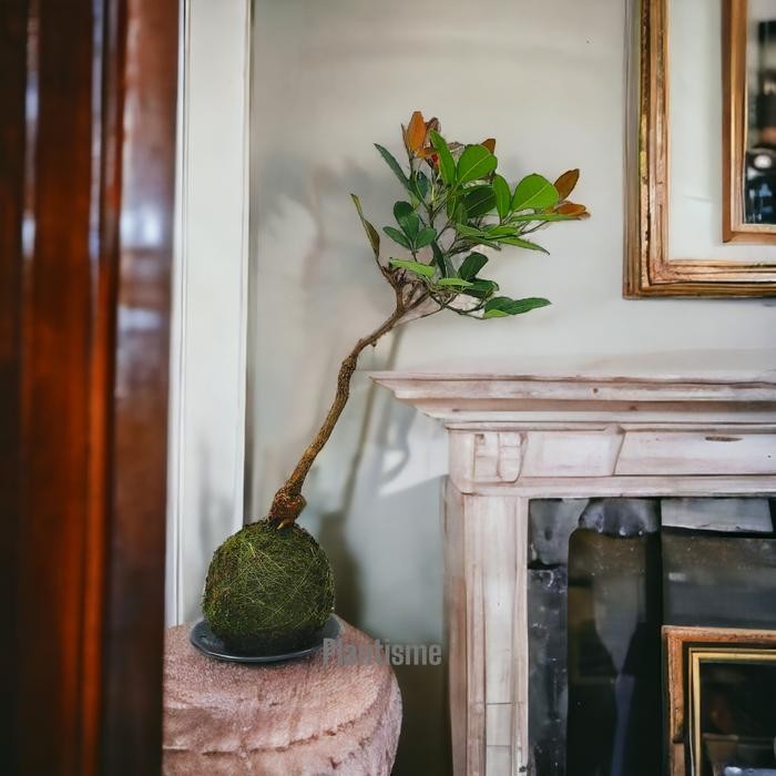 PREMIUM Mossball - Red Tabebuia Rosea Bakalan Bonsai Tabebuya Merah