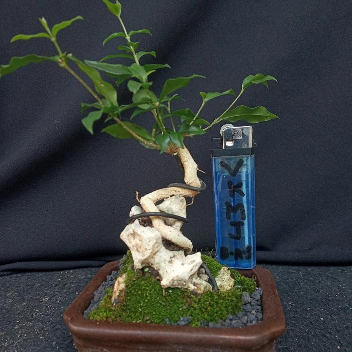 PREMIUM Bonsai Shito sakura mikro on the rock