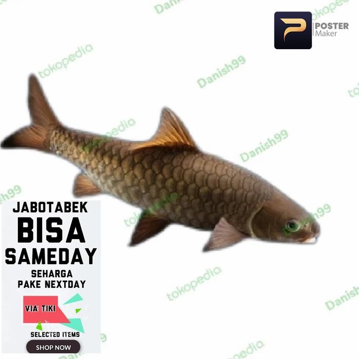 Pawretty- masheer douronensis / masheer coklat / tor douronensis / ikan dewa